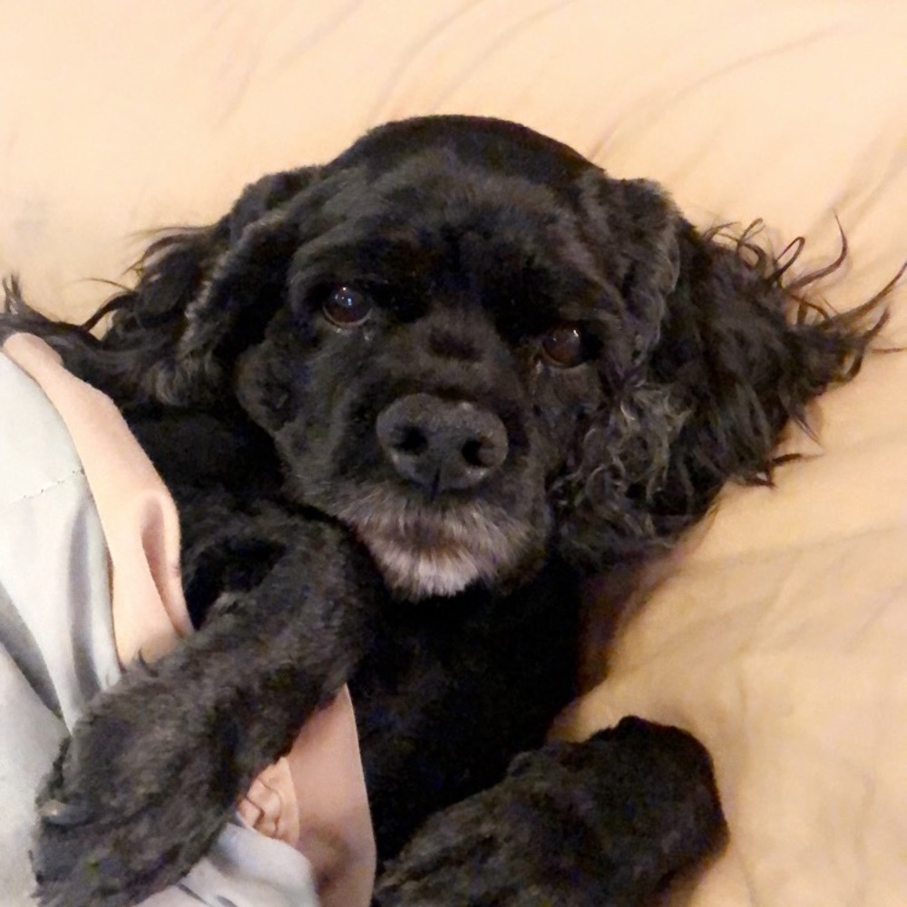 Meet your Posher, Avery